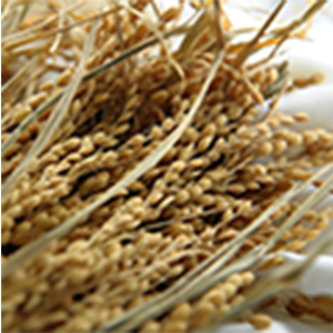 コメヌカオイル